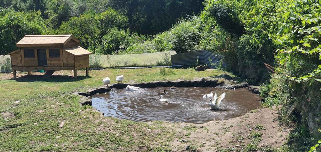 Quinta em São Pedro do Sul — imagem 9